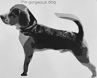 the gorgeous dog