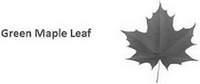 Green Maple Leaf