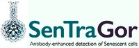SenTraGor Antibody-enhanced detection of Senescent cells