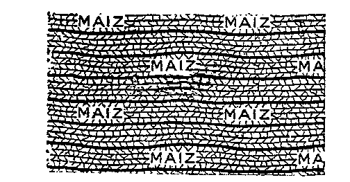 MAIZ