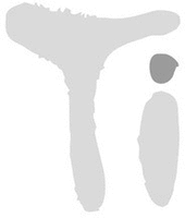 Ti
