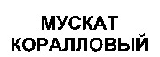  MUSKAT KORALLOVYI. 