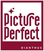 Picture Perfect DIANTHUS