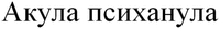 Akula psikhanula
