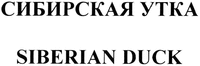 SIBERIAN DUCK