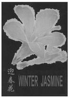 WINTER JASMINE
