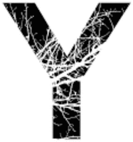 Y