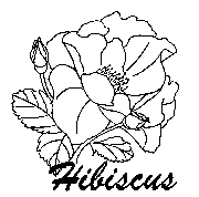 Hibiscus