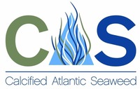 Calcified Atlantic Seaweed