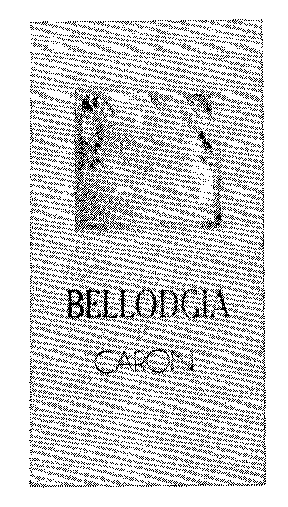 BELLODGIA