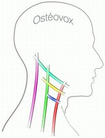 Ostéovox