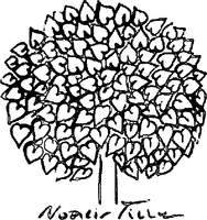 Nobilis Tilia