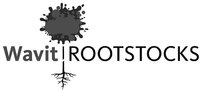 Wavit ROOTSTOCKS