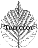 TRIFULÒT