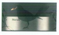 Merula