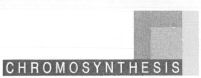 CHROMOSYNTHESIS
