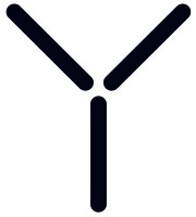 Y