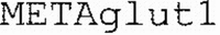 METAglut1