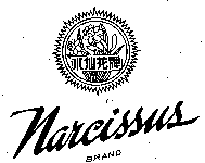 Narcissus BRAND