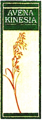 AVENA KINESIA