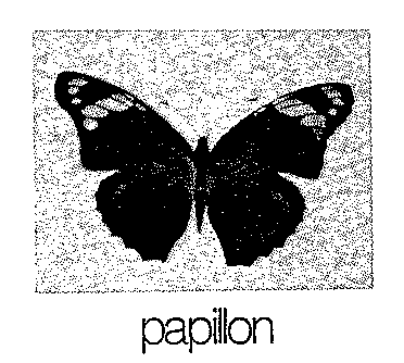 papillon