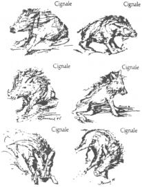 Cignale