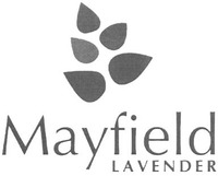 Mayfield LAVENDER