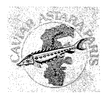 CAVIAR ASTARA