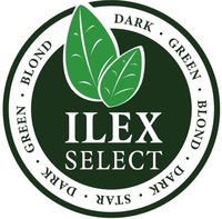 ILEX SELECT DARK GREEN BLOND DARK STAR DARK GREEN BLOND