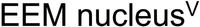 EEM nucleus V