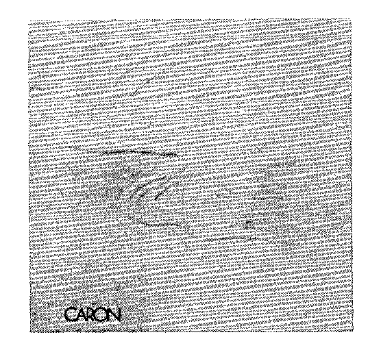 CARON