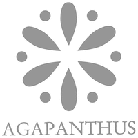 AGAPANTHUS
