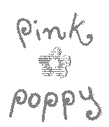 Pink Poppy