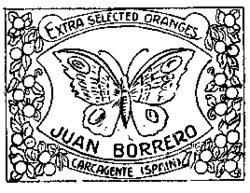 EXTRA SELECTED ORANGES JUAN BORRERO
