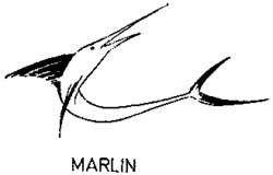 MARLIN
