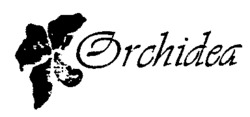 Orchidea