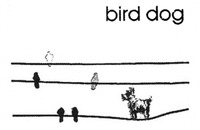bird dog