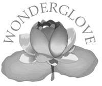 WONDERGLOVE