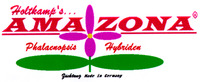 Holtkamp's... AMAZONA Phalacnopsis Hybriden