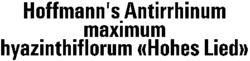 Hoffmann's Antirrhinum maximum hyazinthiflorum 