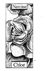 Narcisse Chloé
