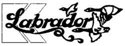 K Labrador