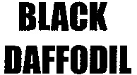 BLACK DAFFODIL