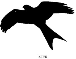 KITE