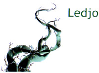 Ledjo