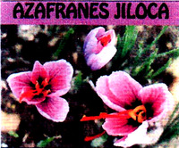 AZAFRANES JILOCA