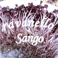 ravanello Sango