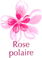 Rose polaire
