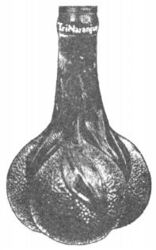 TriNaranjus
