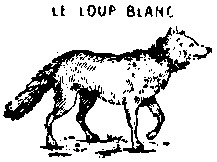 LE LOUP BLANC